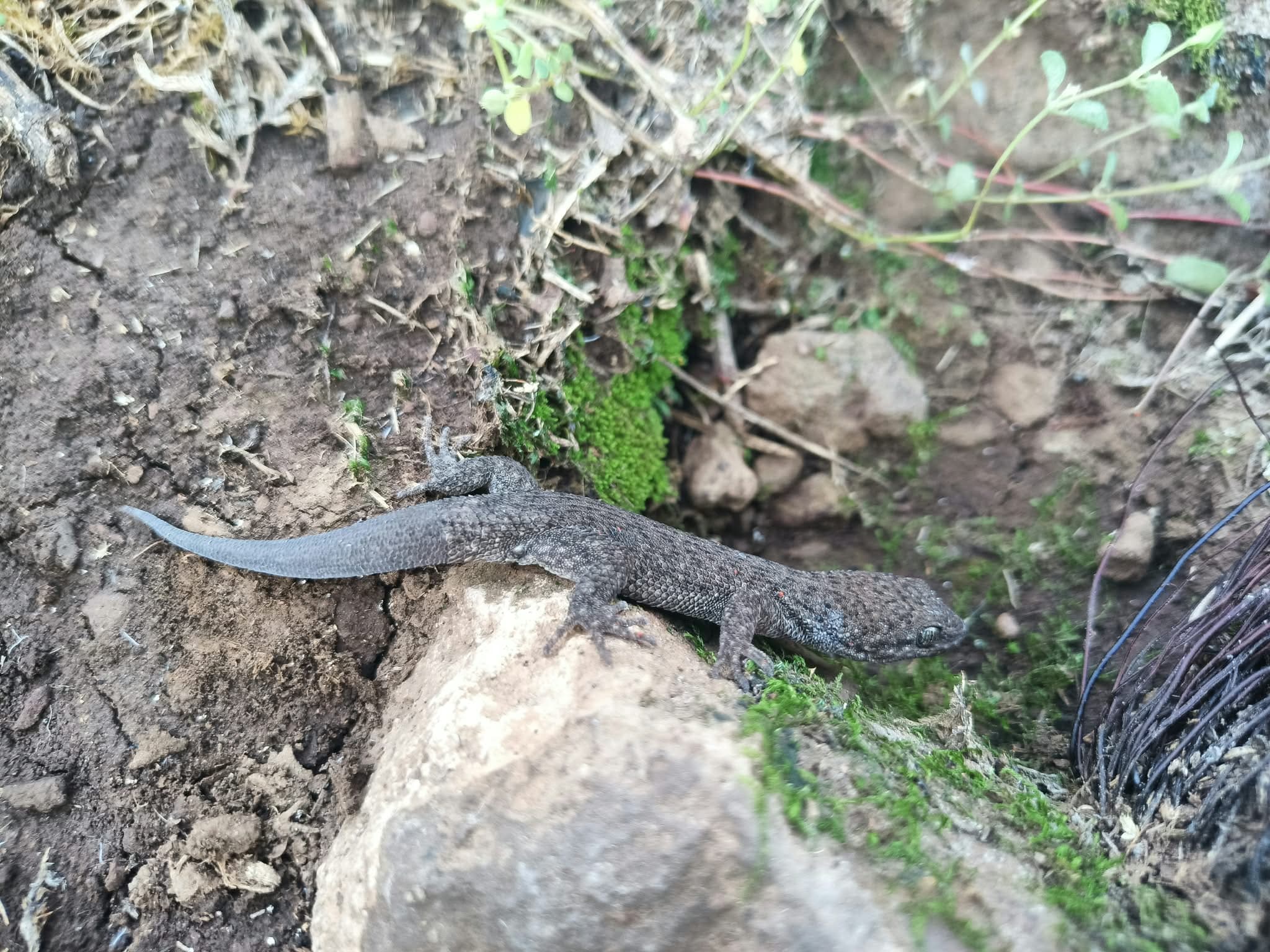 Gekko de las piedras