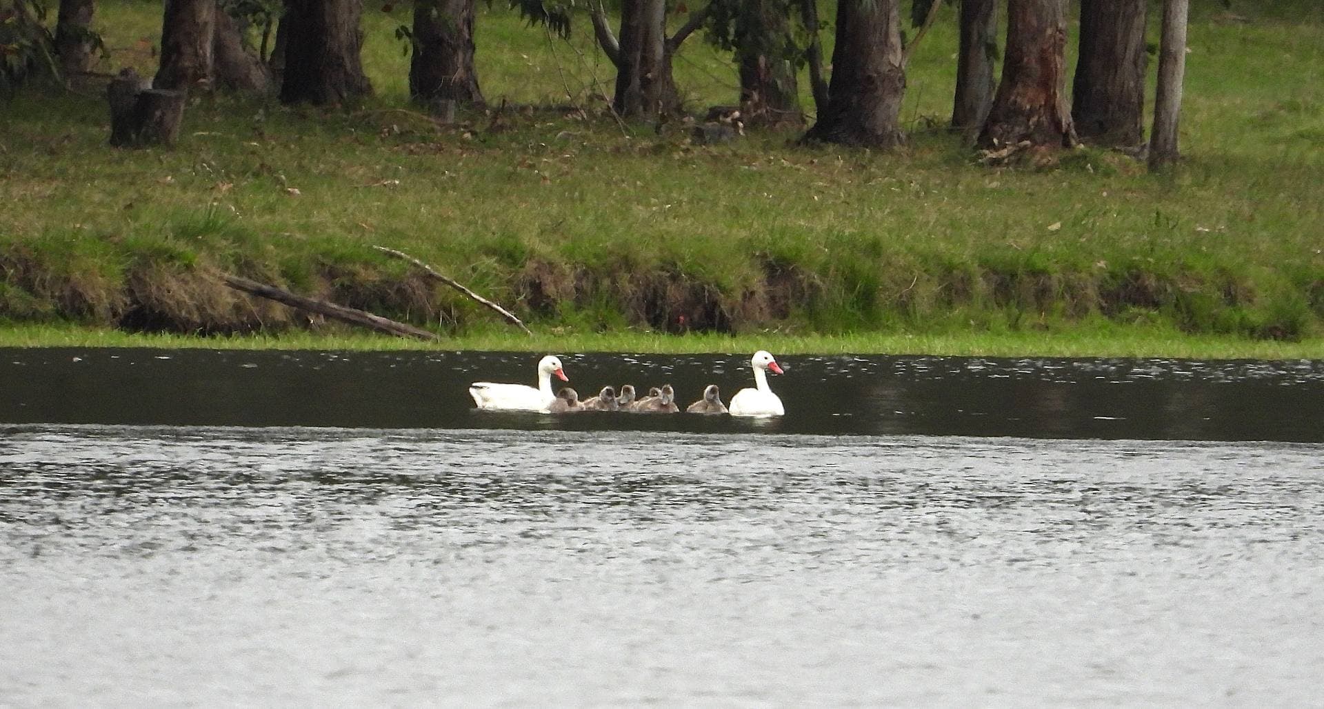 Familia de Coscoroba