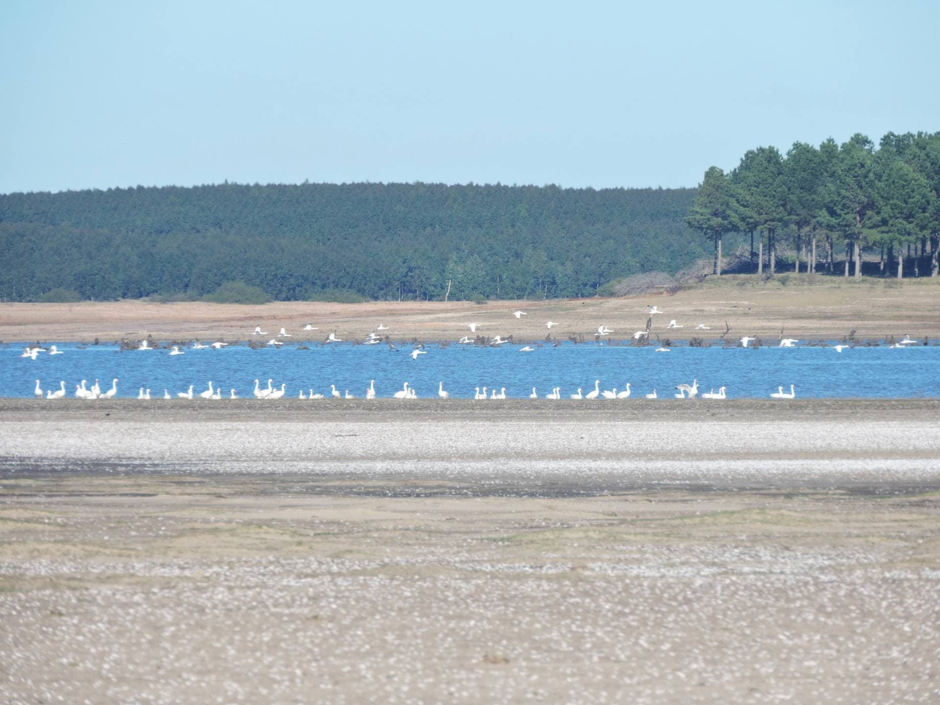 Coscoroba Swan in the landscape