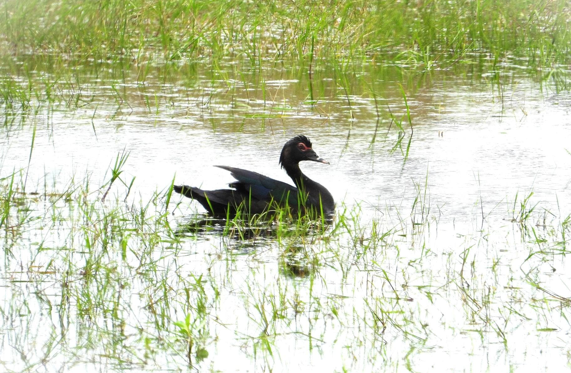 Pato Criollo nadando