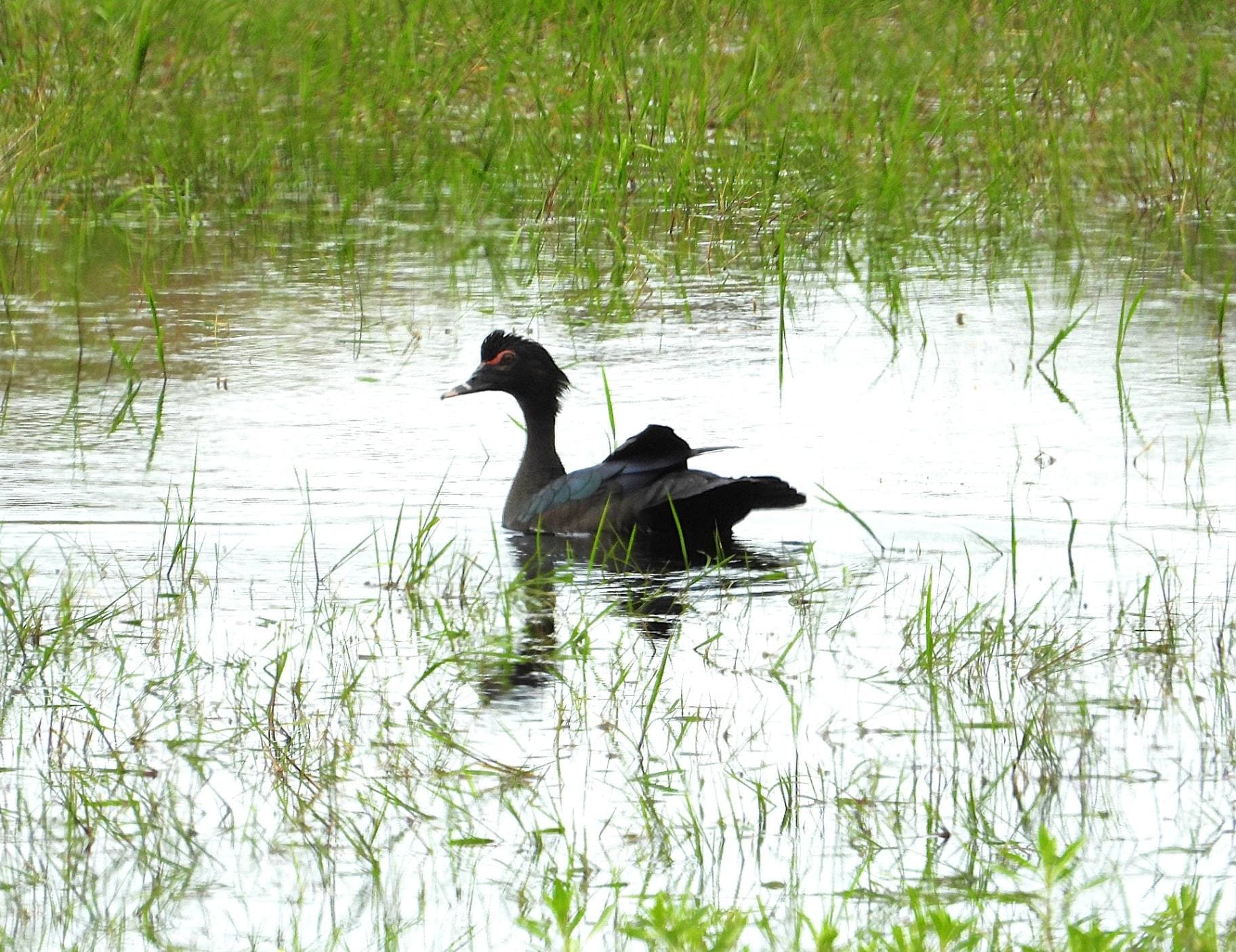 Pato Criollo en el agua