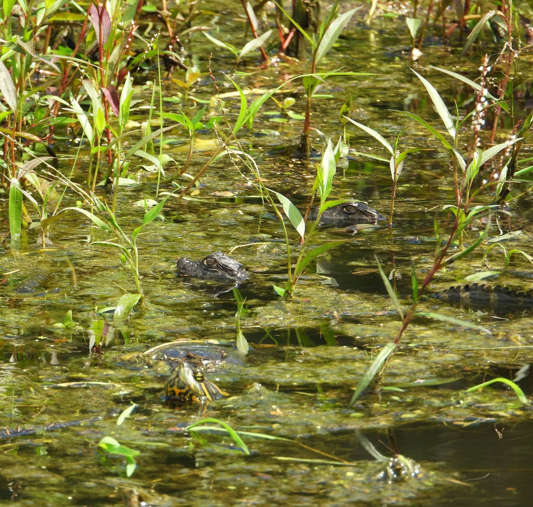 Crías de Yacaré Overo en el agua