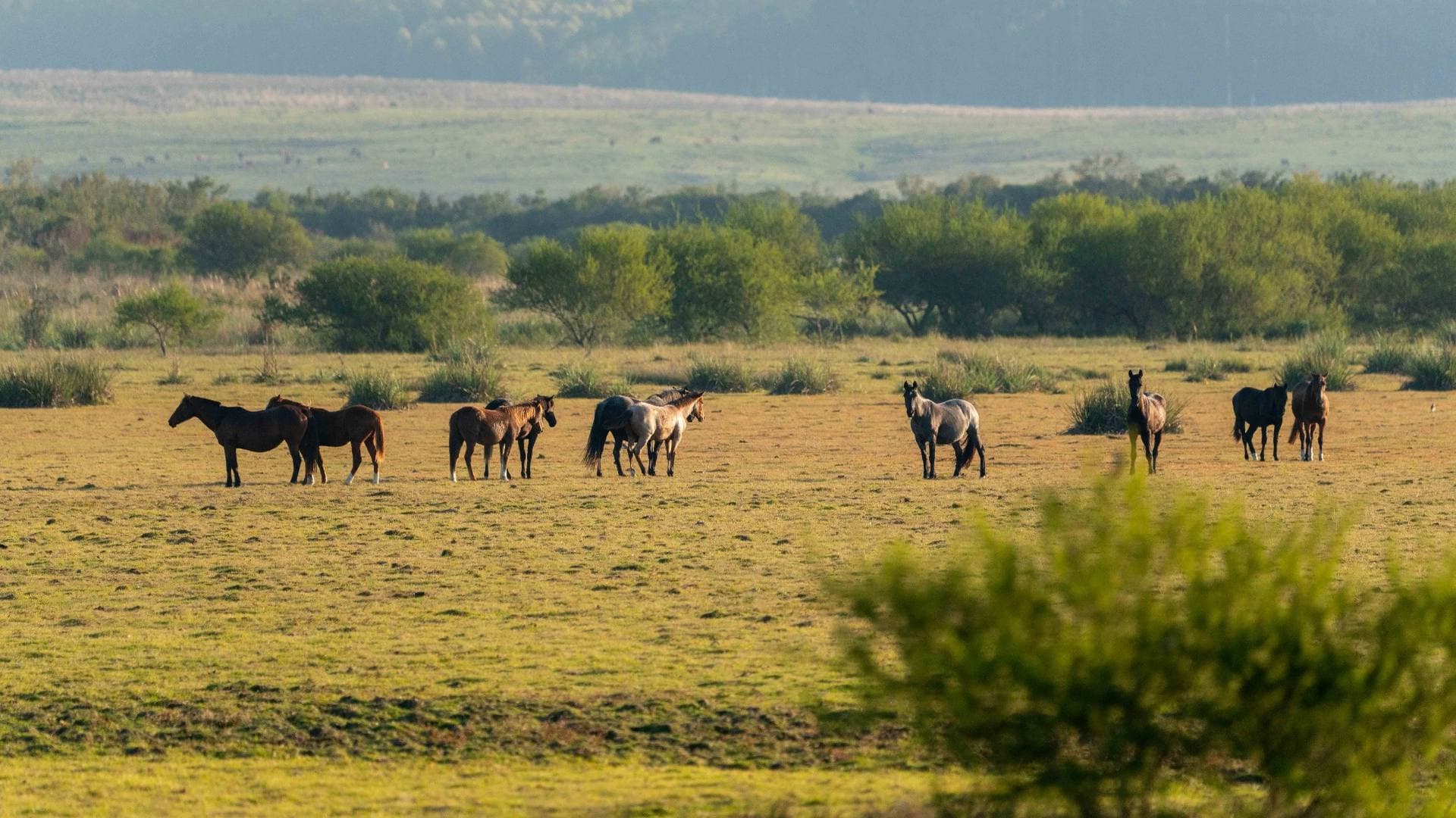 Grupo de caballos en el campo natural al atardecer, en un entorno de gran amplitud y valor paisajístico.