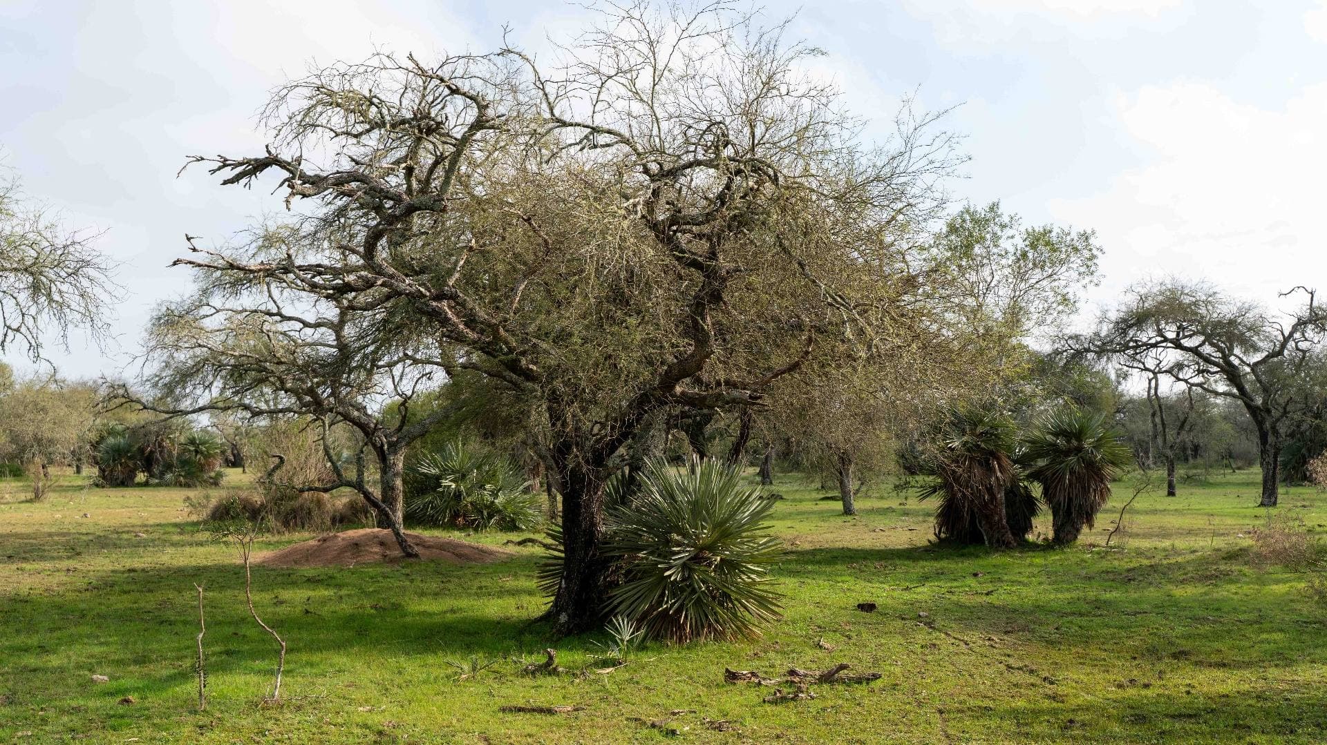 Bosque abierto y palmas