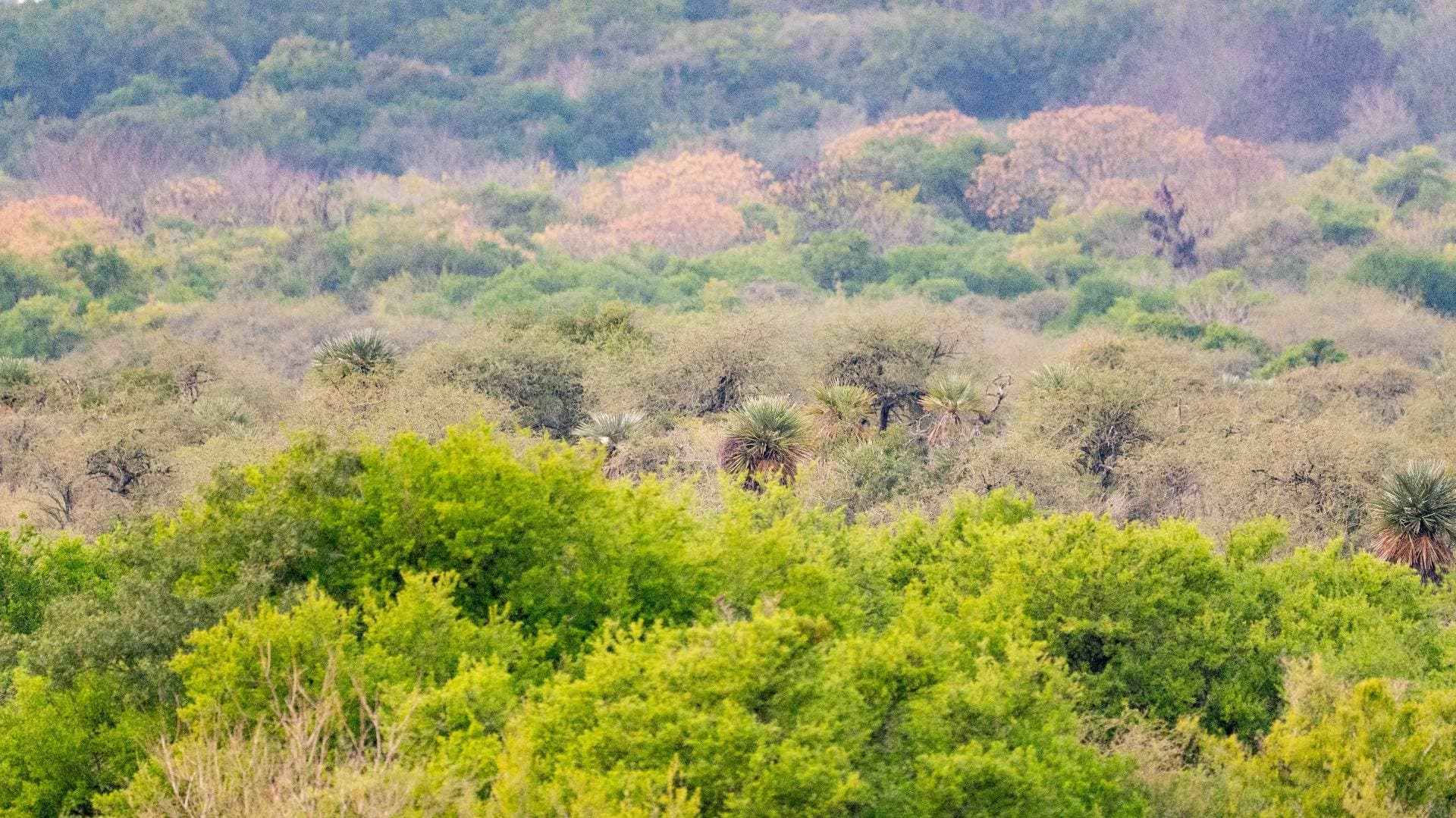 Bosque nativo y palmeras