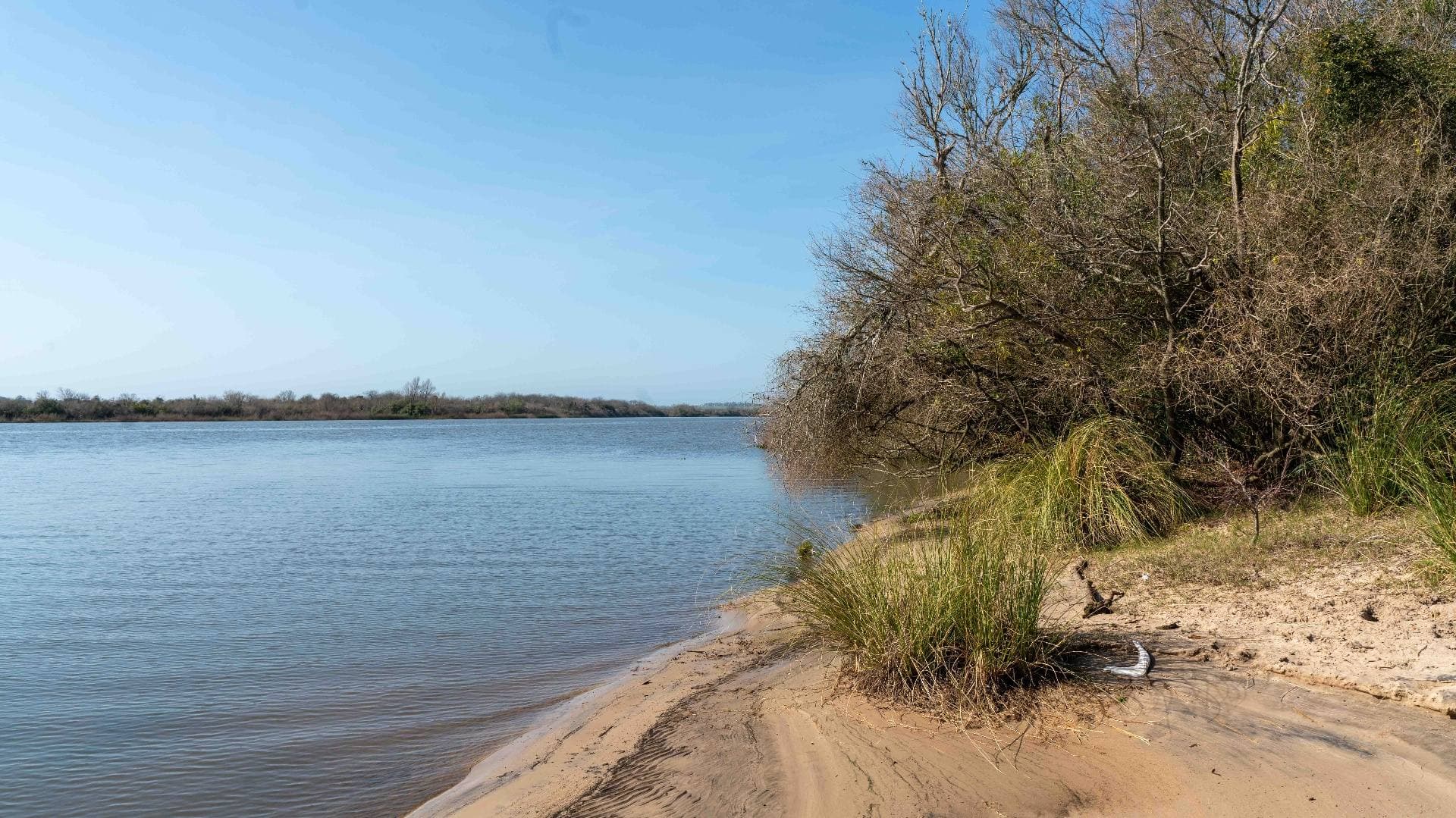 Costa arenosa con vegetación nativa