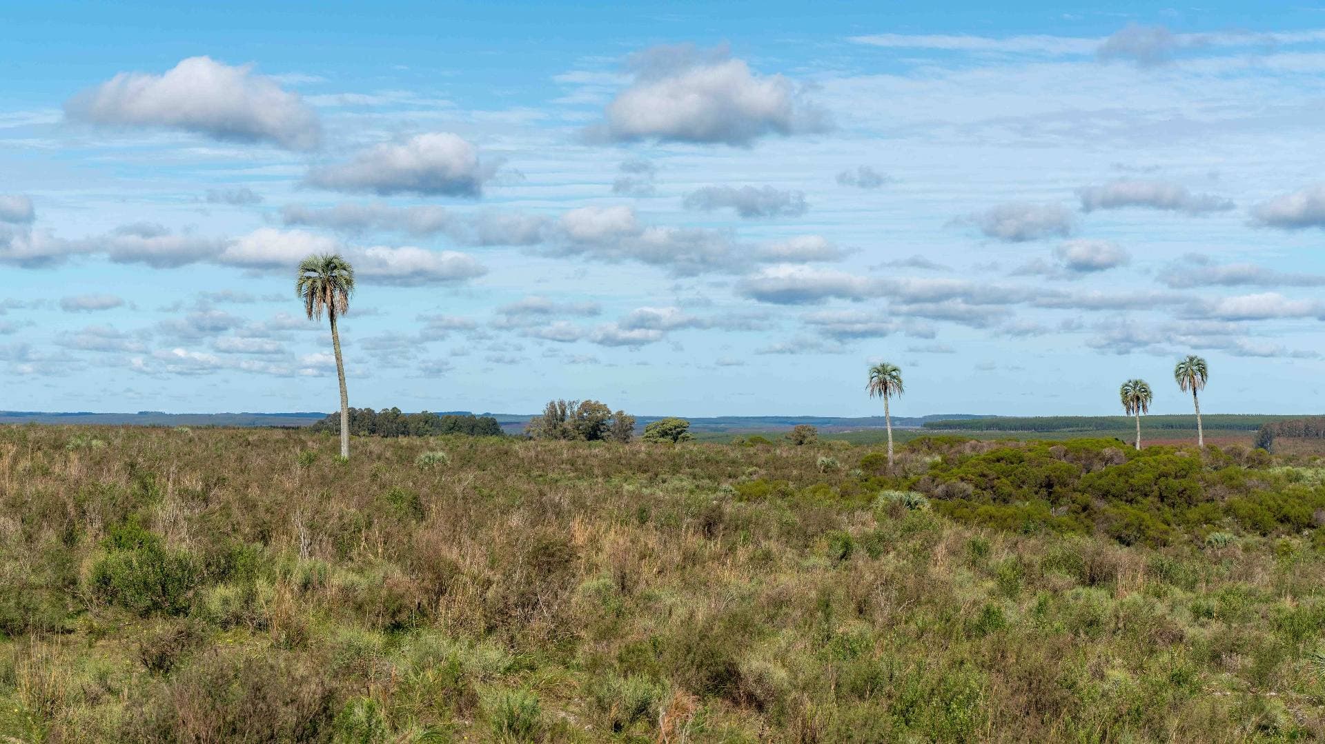 Palmeras butiá recortadas contra el cielo sobre la pradera natural