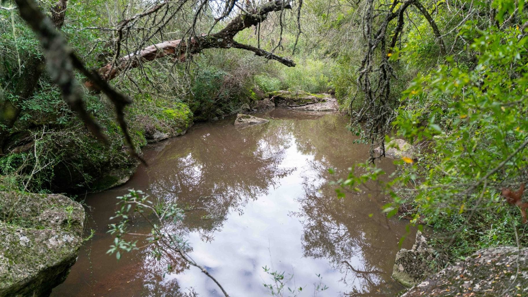 Remanso rodeado de vegetación nativa con reflejos en el agua