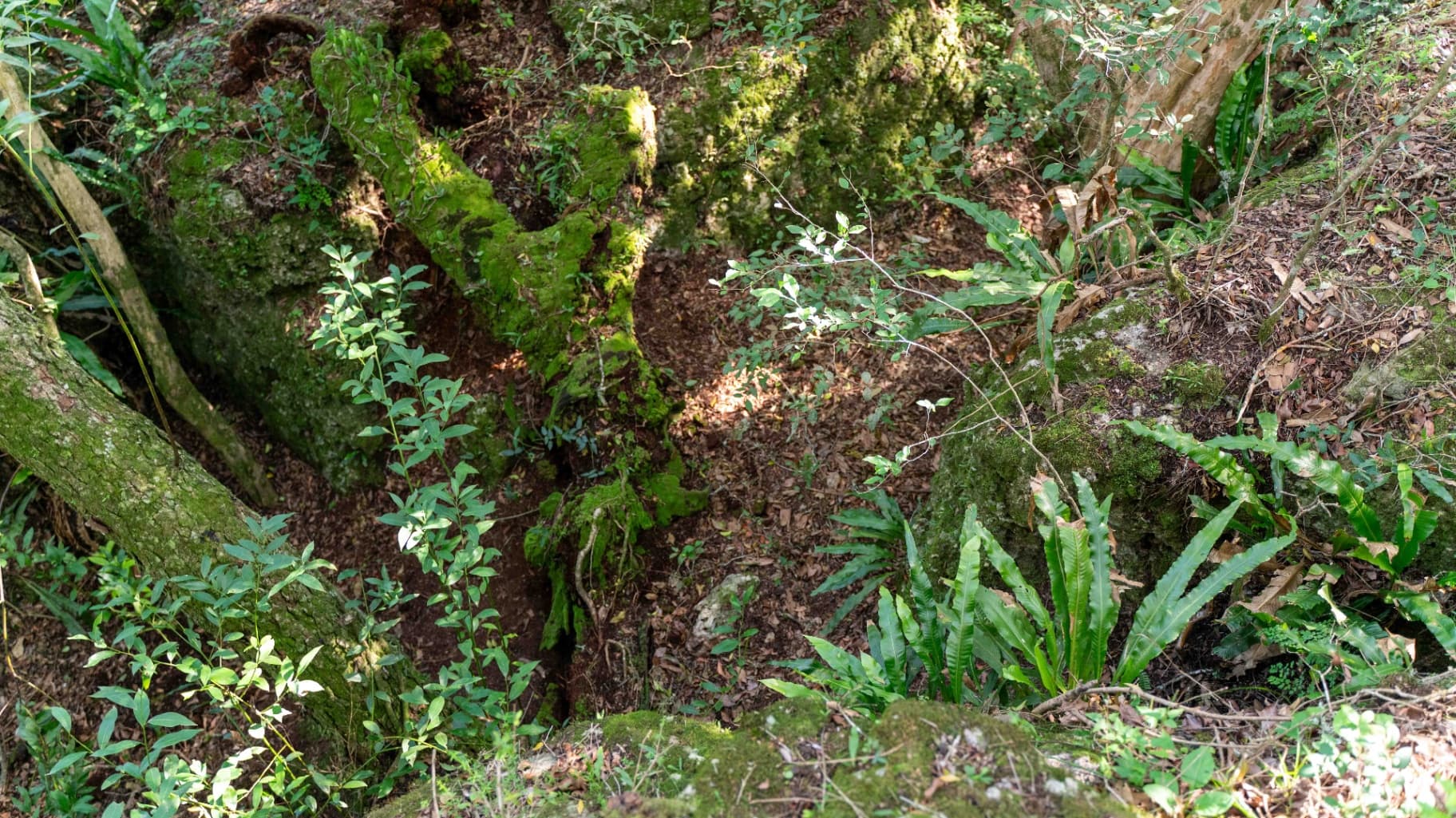 Vista del sotobosque con helechos y vegetación exuberante
