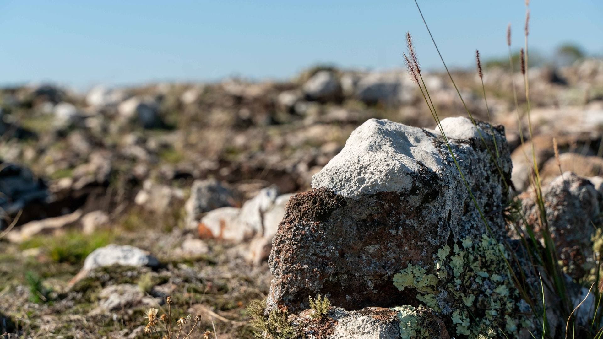 Detalle de roca colonizada por líquenes y gramíneas nativas