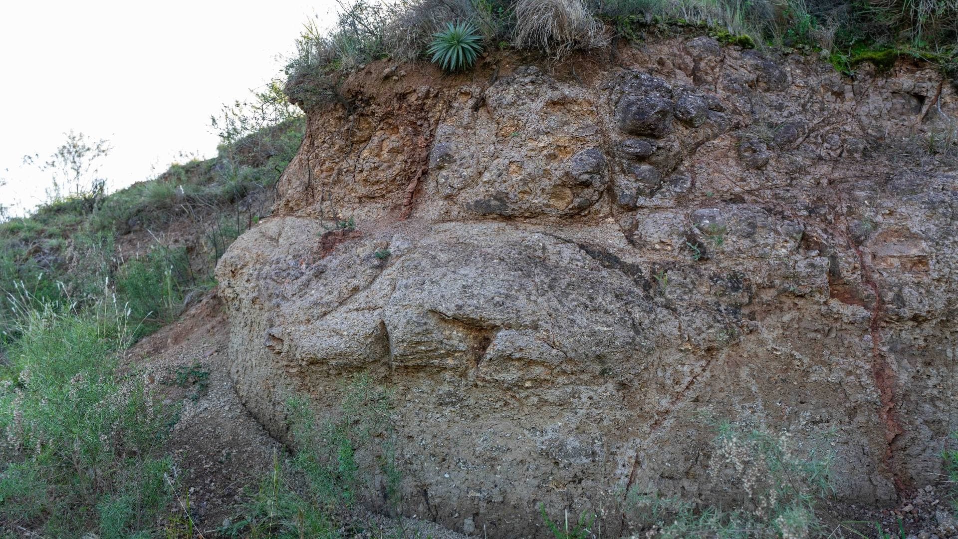 Geological section showing sedimentary layers with vegetation along the ledge