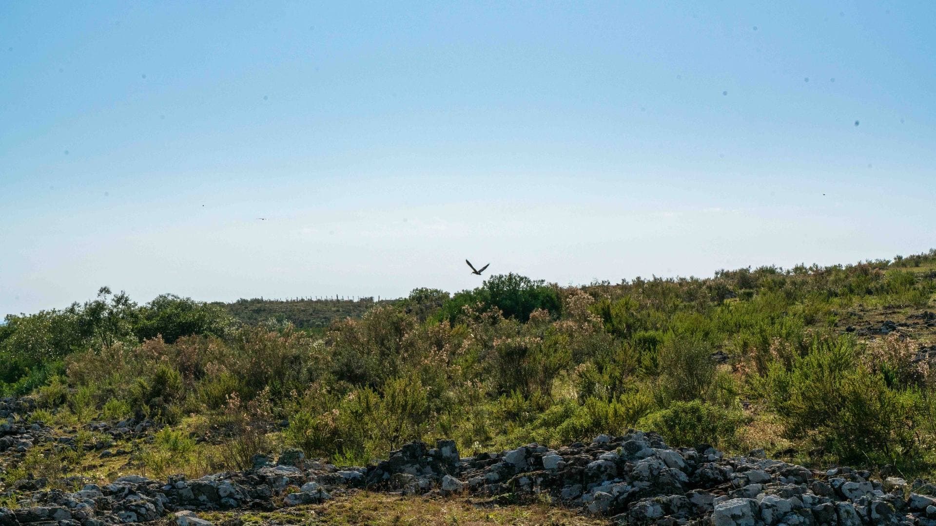 Rapaz en vuelo sobre la vegetación arbustiva y rocas del cerro