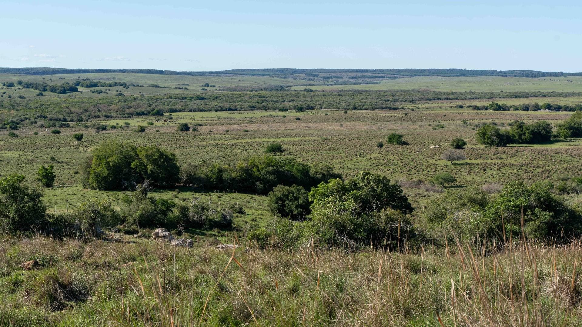 Paisaje abierto de pradera y bosque nativo