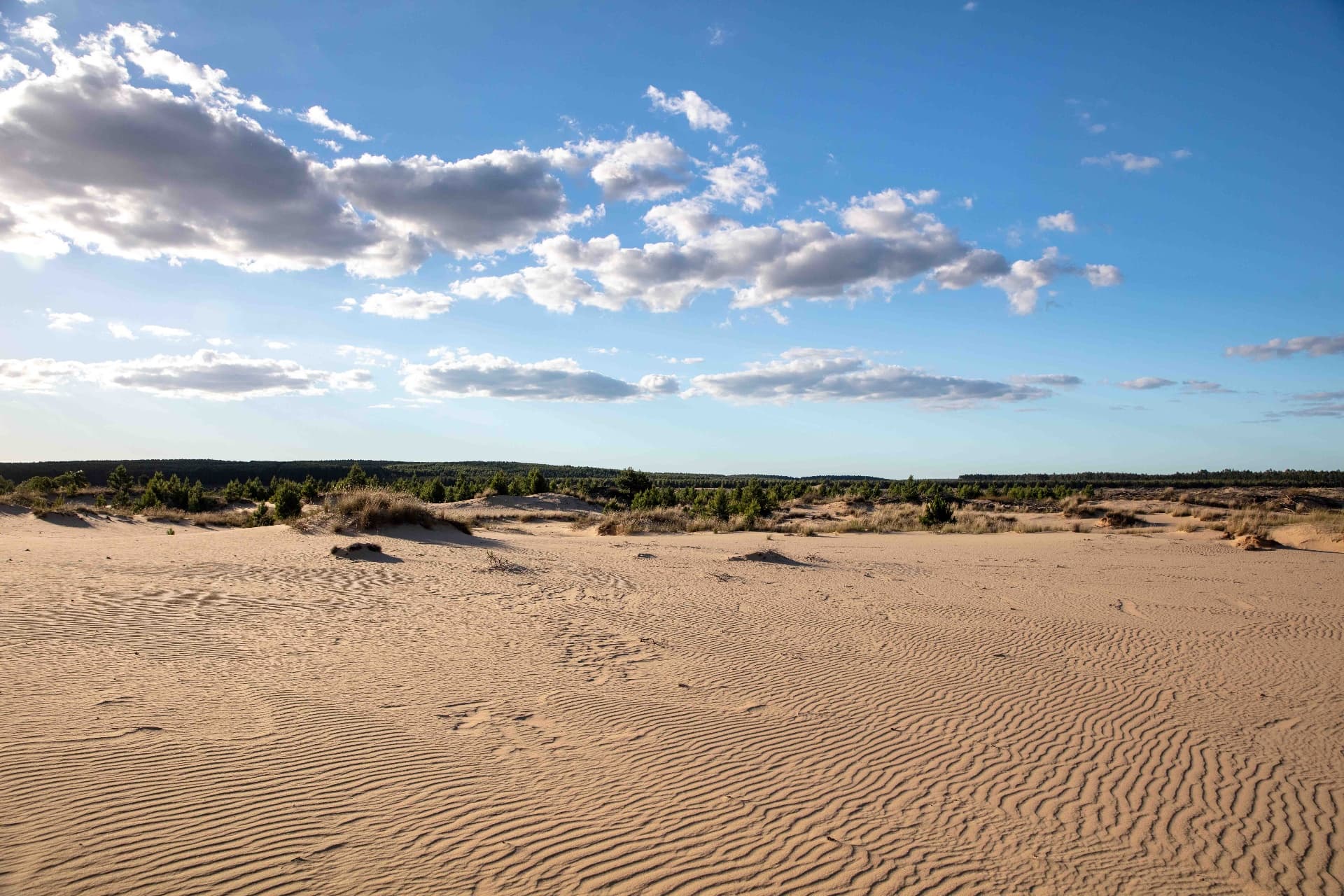 Patrones de arena formados por el viento con vegetación dispersa al fondo