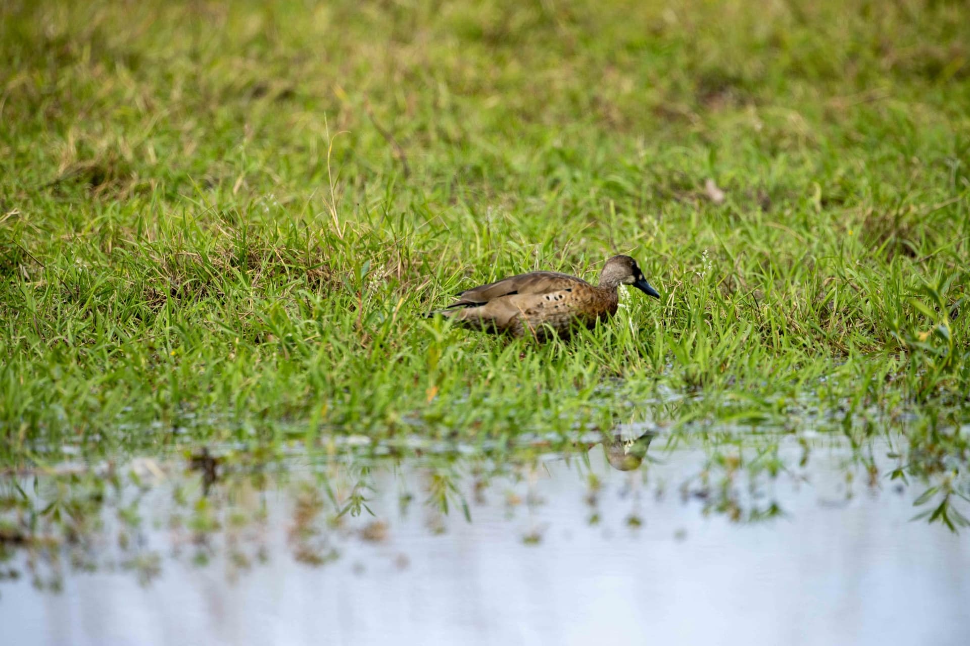 Ave acuática descansando junto al agua en la pradera inundable de La Rinconada
