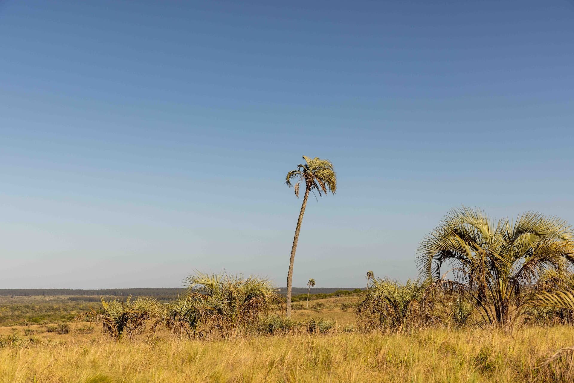 Palmeras yatay dispersas en la pradera natural de La Trinidad