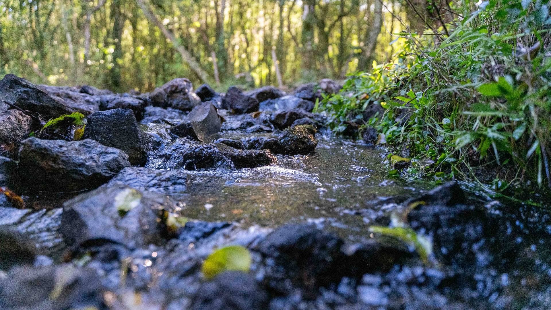Curso de agua entre rocas y vegetación nativa en el monte.
