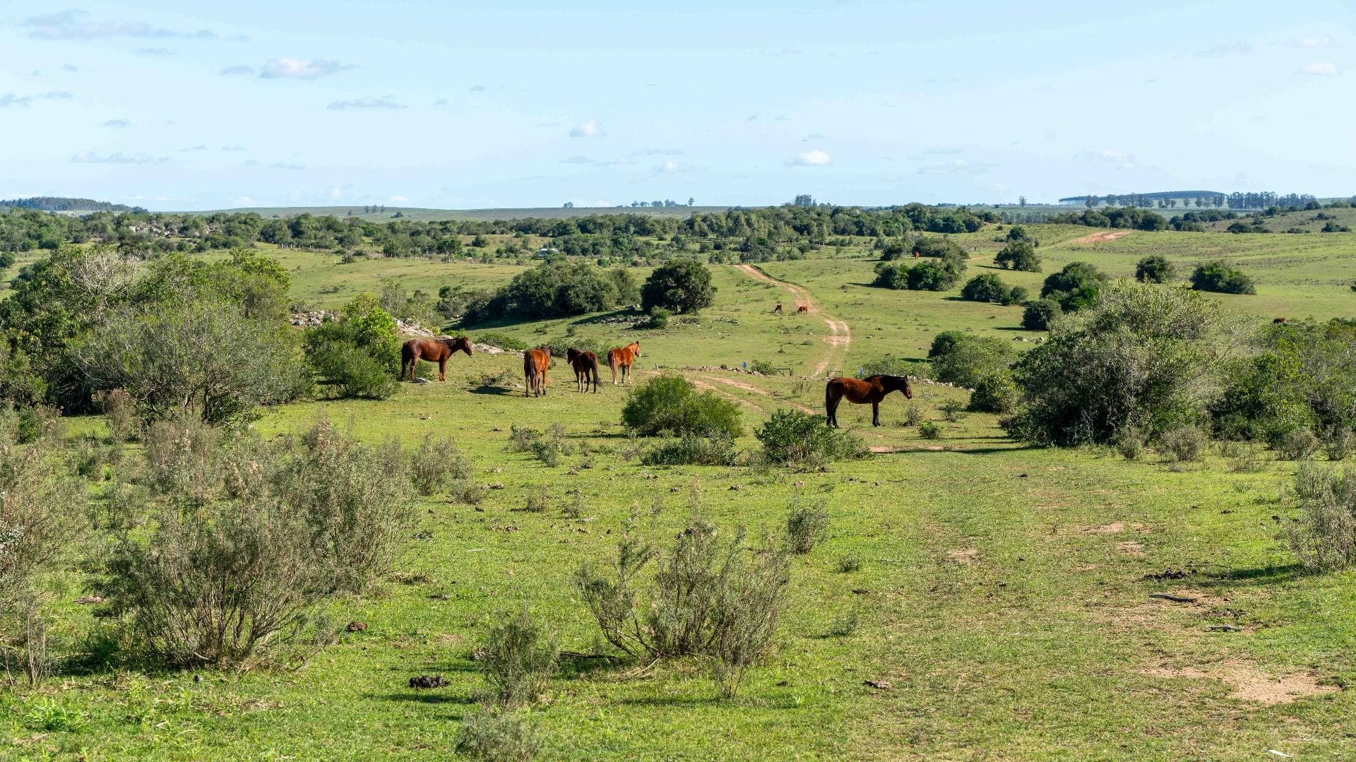 Caballos en campo natural