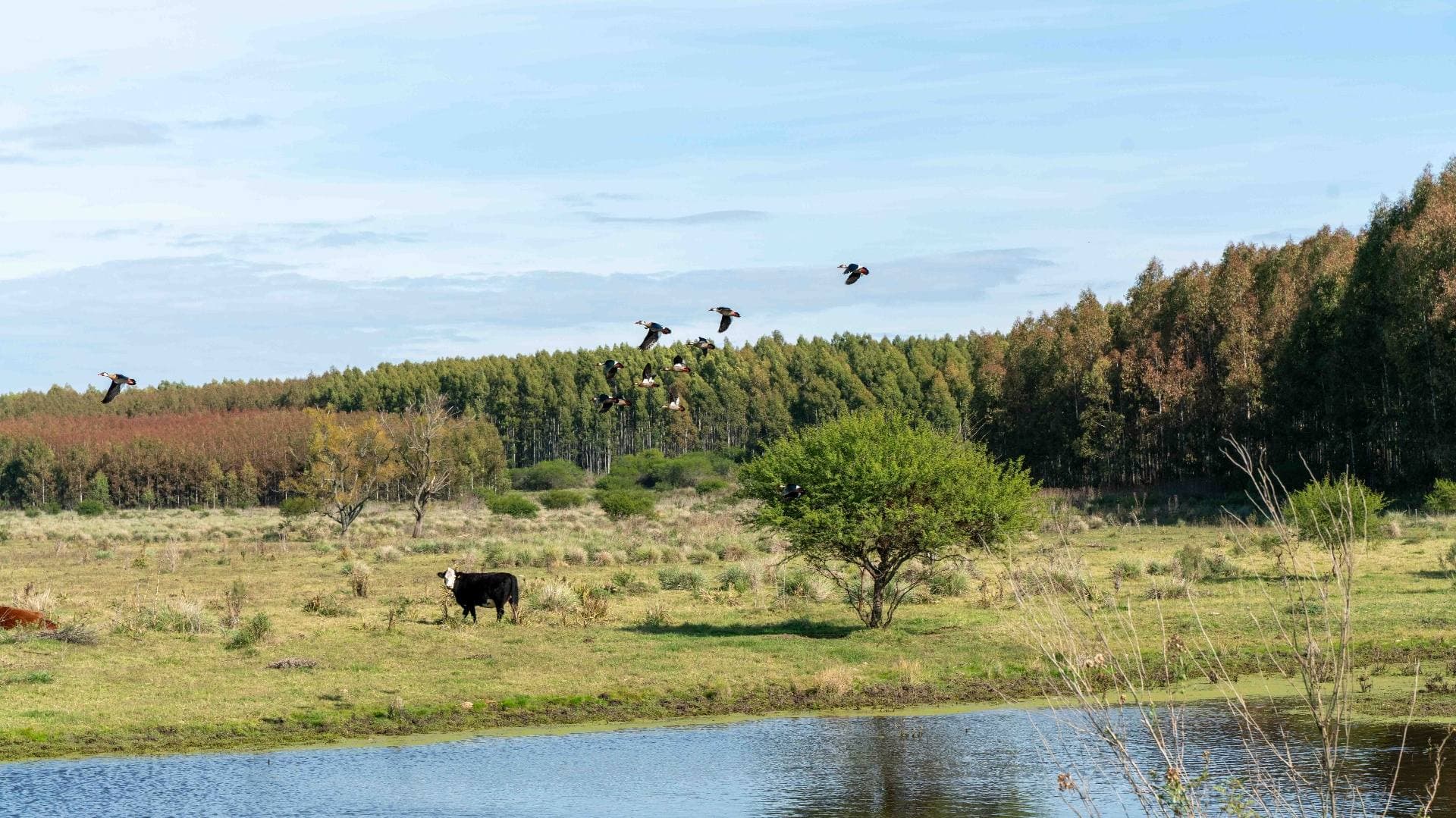 Aves en vuelo sobre laguna