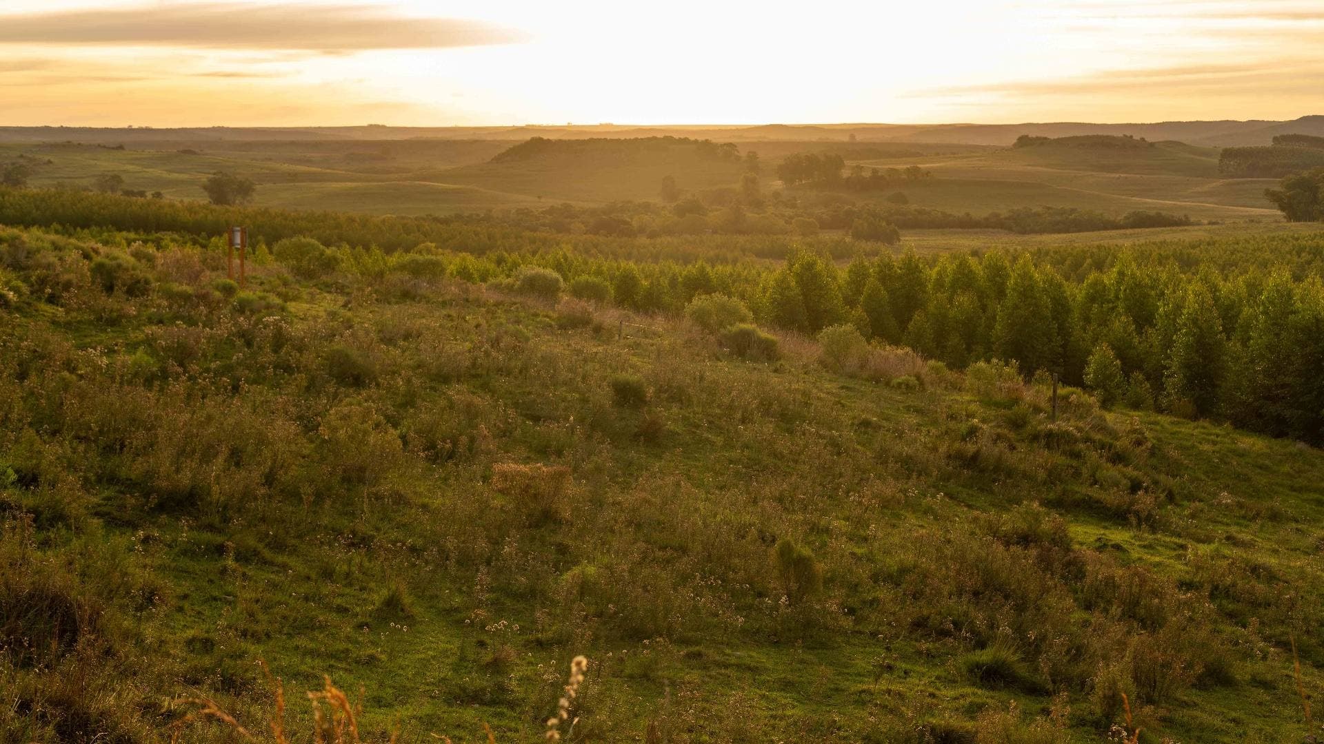 Paisaje de praderas naturales y forestación bañado por la luz dorada del atardecer.