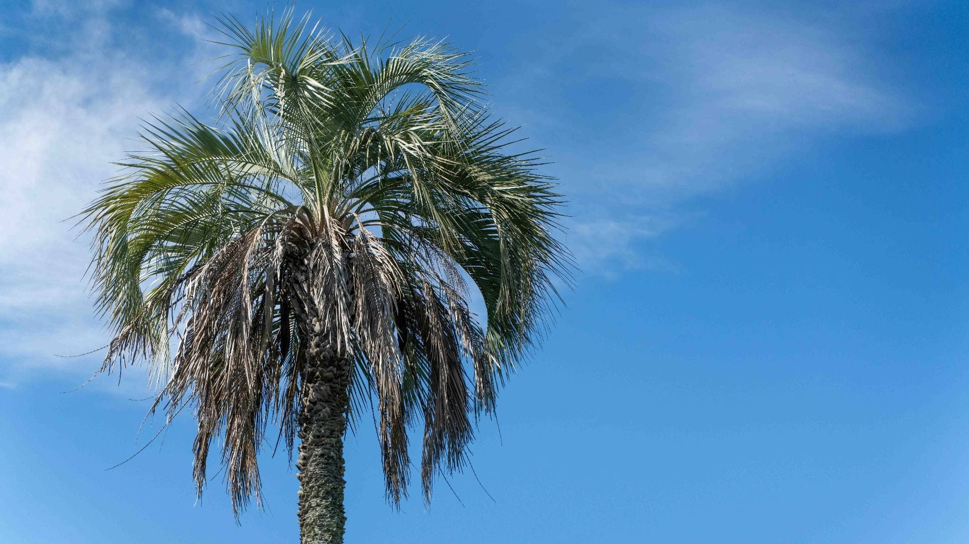 Copa de una palmera recortada contra el cielo azul