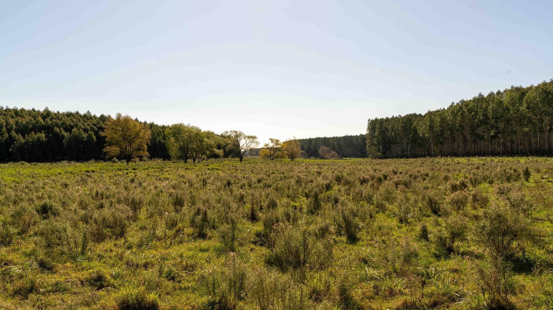 Vista panorámica del campo con matorrales nativos y bosque al fondo