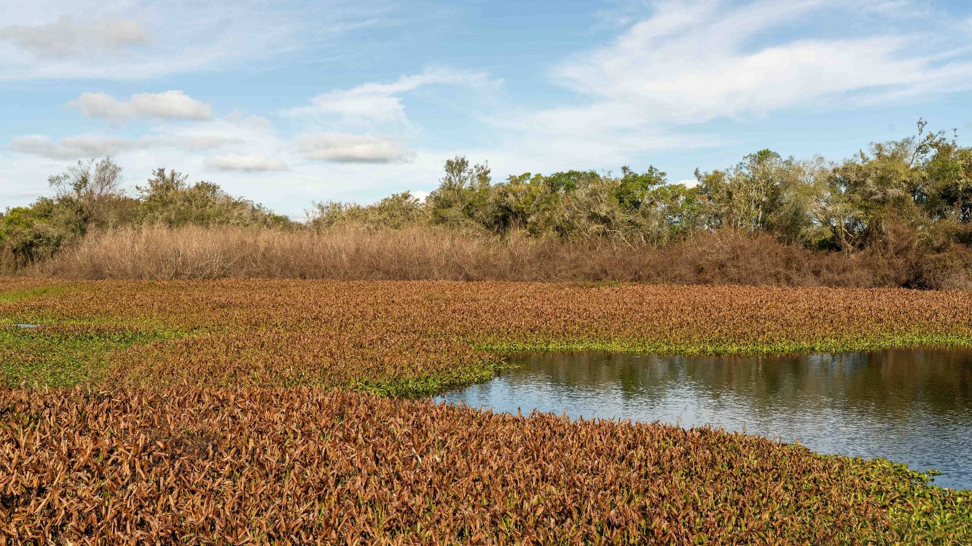 Wetland with aquatic vegetation