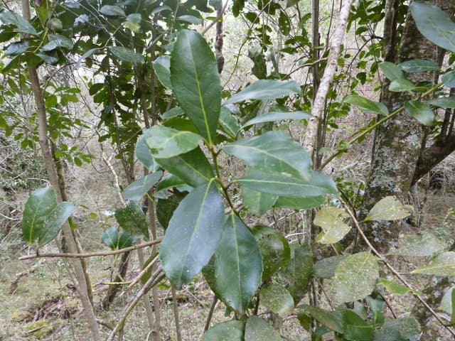 Only Upm Ilex paraguariensis | Species of the UPM Network