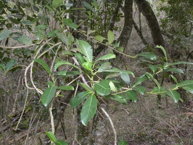 Only Upm Ilex paraguariensis | Species of the UPM Network