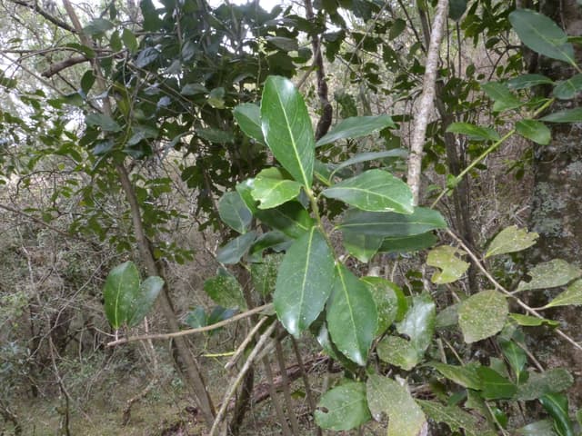 Only Upm Ilex paraguariensis | Species of the UPM Network
