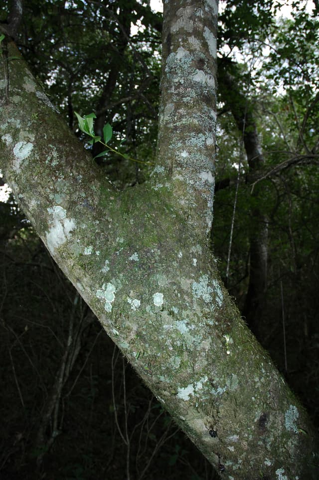 Only Upm Ilex paraguariensis | Species of the UPM Network