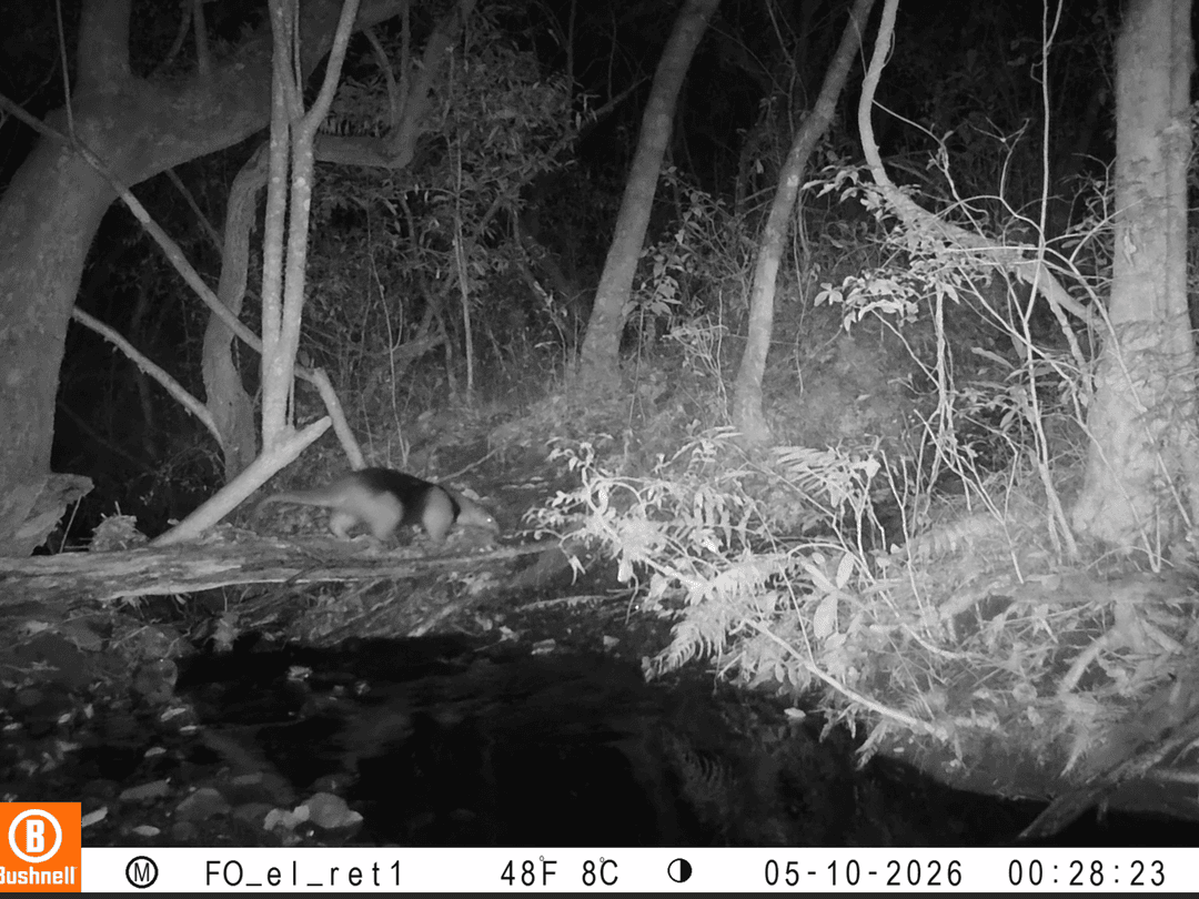 Only Upm Oso Hormiguero Chico | Species of the UPM Network